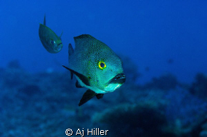 Surgeon fish with sergeant fish in hot pursuit.  Shot wit... by Aj Hiller 